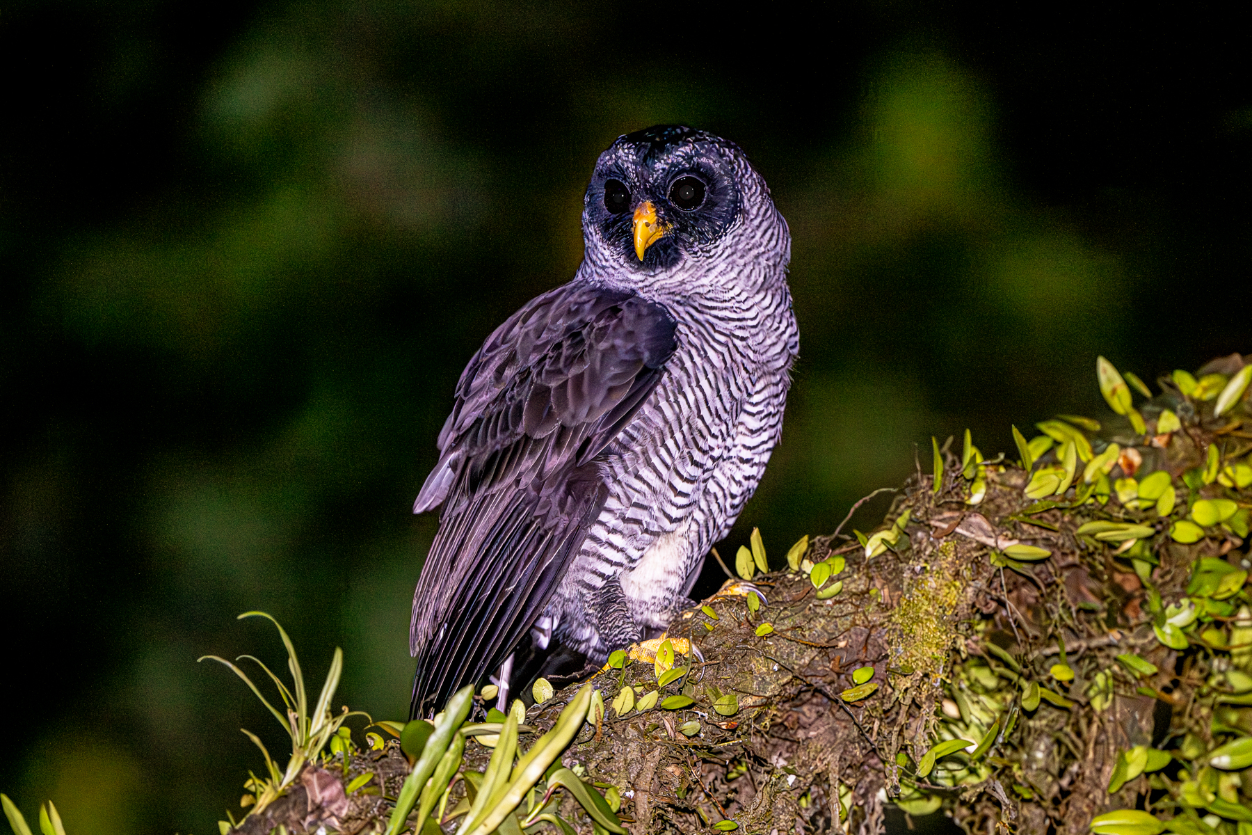 A Black-and-white Owl patrols the vicinity of our lodge at Arenal (image by Oliver Krueger)