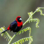 Crimson-collared Tanager males know how to look good on a fern (image by Oliver Krueger)