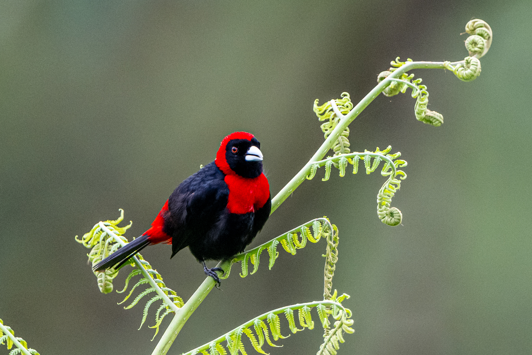 Crimson-collared Tanager males know how to look good on a fern (image by Oliver Krueger)