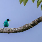 Another stunning honeycreeper, a male Green Honeycreeper in a Cecropia tree (image by Oliver Krueger)