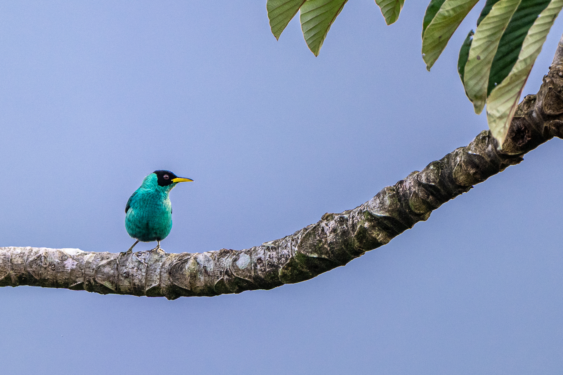 Another stunning honeycreeper, a male Green Honeycreeper in a Cecropia tree (image by Oliver Krueger)