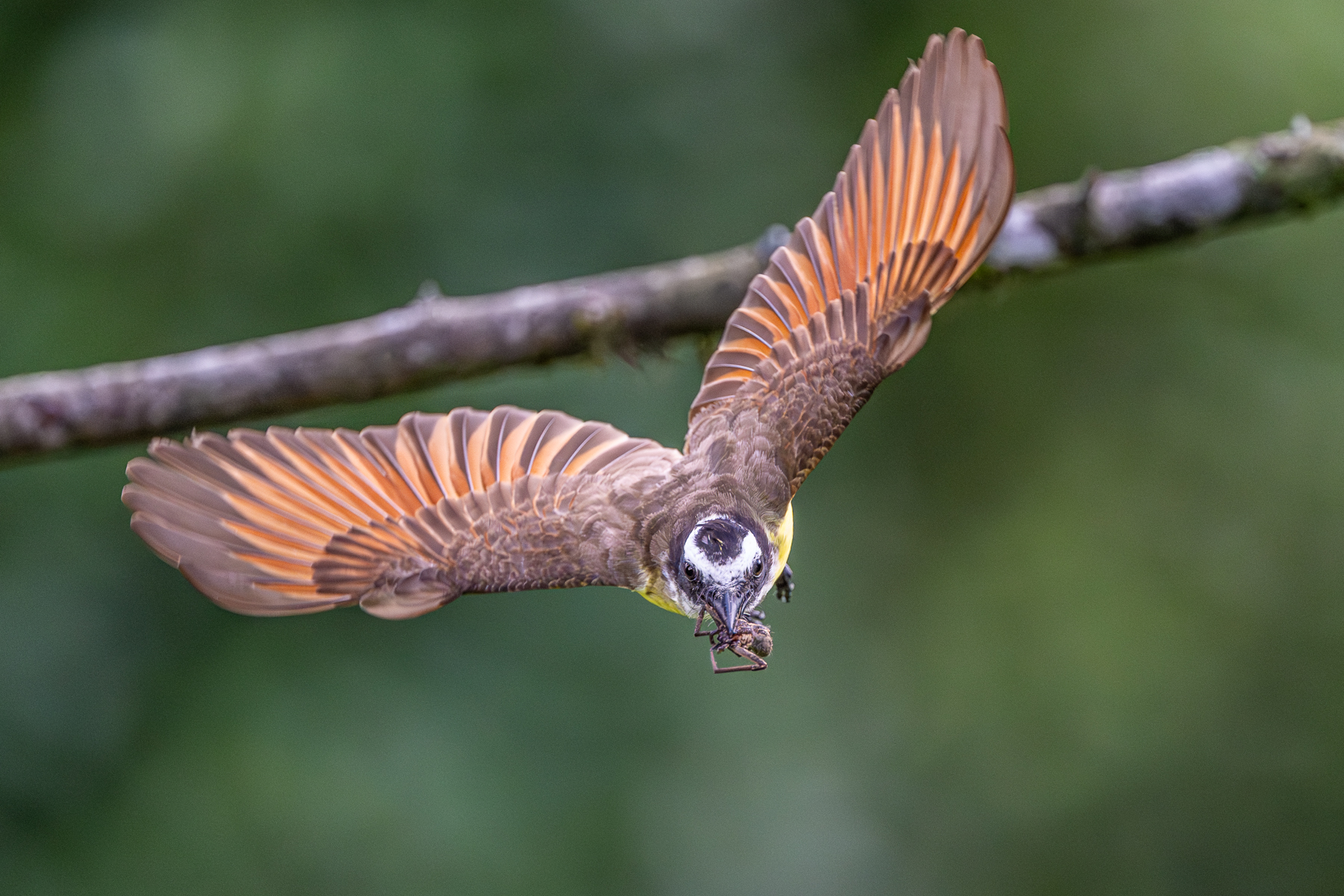 This Great Kiskadee was nesting right behind the observation deck, providing more or less reliable flight paths (image by Oliver Krueger)