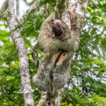 An exceptionally clear view of a Brown-throated Three-toed Sloth (image by Oliver Krueger)