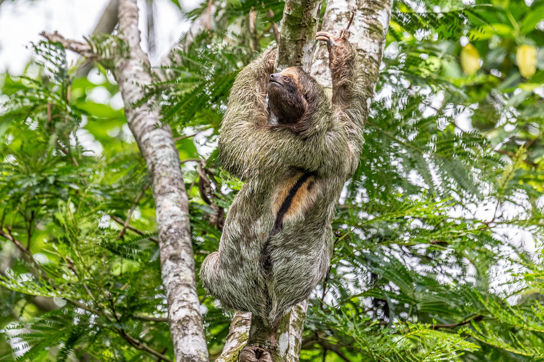 An exceptionally clear view of a Brown-throated Three-toed Sloth (image by Oliver Krueger)