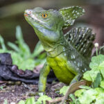 With their long and agile feet, Emerald Basilisks are famous for being able to run over water (image by Oliver Krueger)
