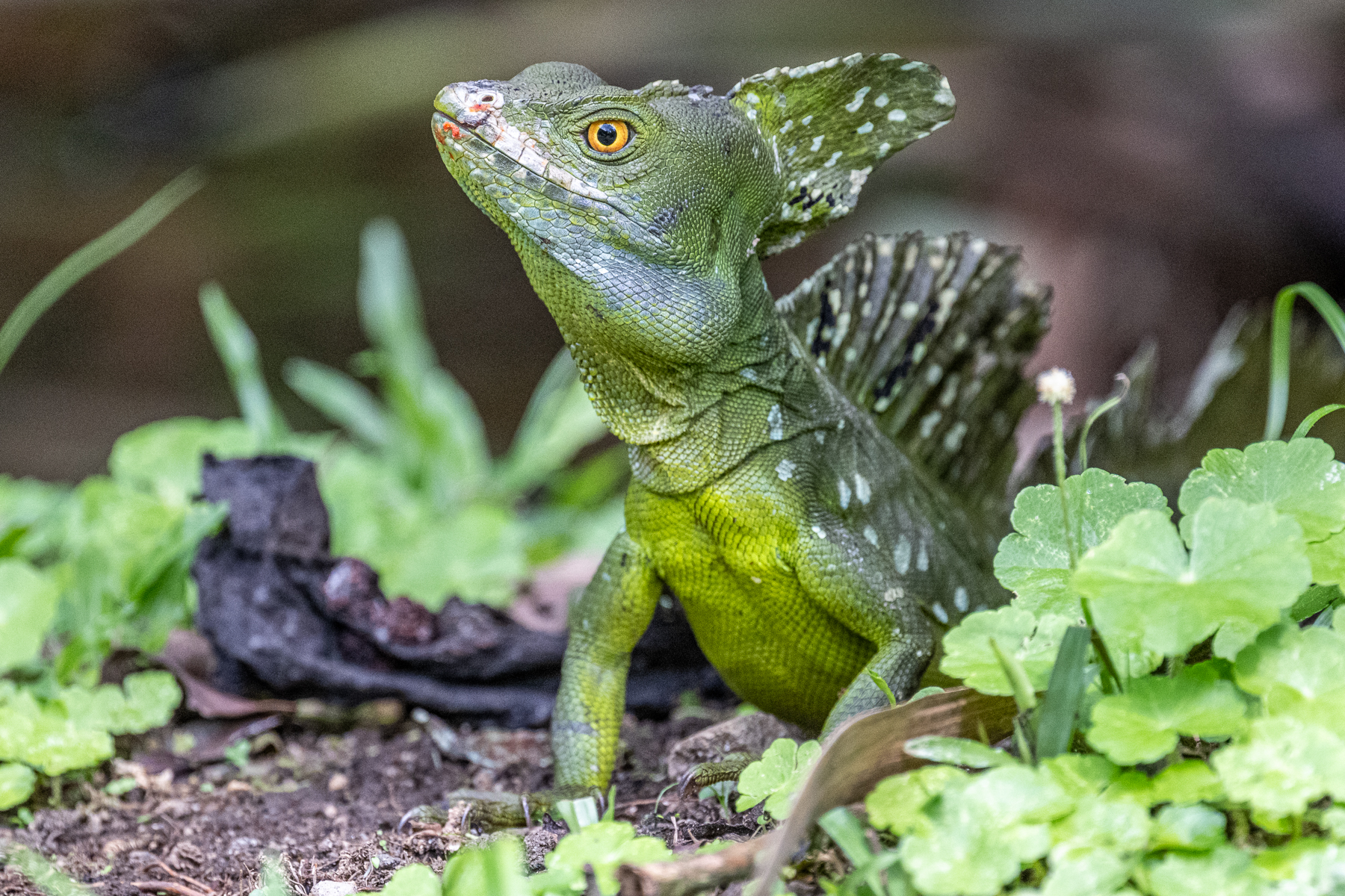 With their long and agile feet, Emerald Basilisks are famous for being able to run over water (image by Oliver Krueger)