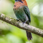 Forest undergrowth makes for a challenging environment to portrait a Broad-billed Motmot (image by Oliver Krueger)