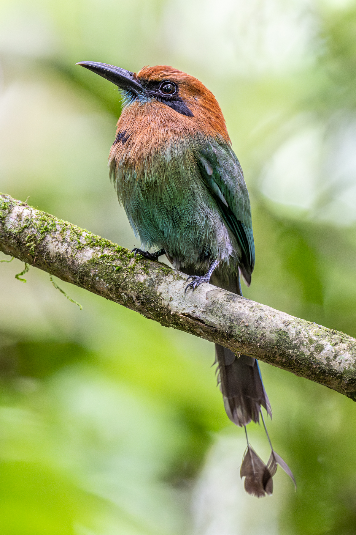 Forest undergrowth makes for a challenging environment to portrait a Broad-billed Motmot (image by Oliver Krueger)
