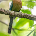 Lesson's Motmot with its cricket prey (image by Oliver Krueger)
