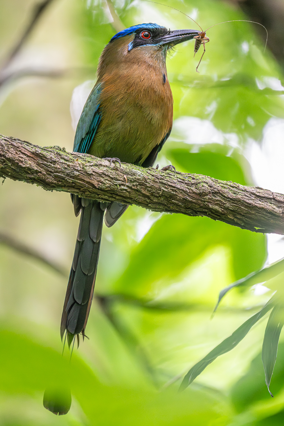 Lesson's Motmot with its cricket prey (image by Oliver Krueger)