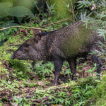 Not exactly rare and not exactly shy, but still often difficult to capture, a Collared Peccary (image by Oliver Krueger)