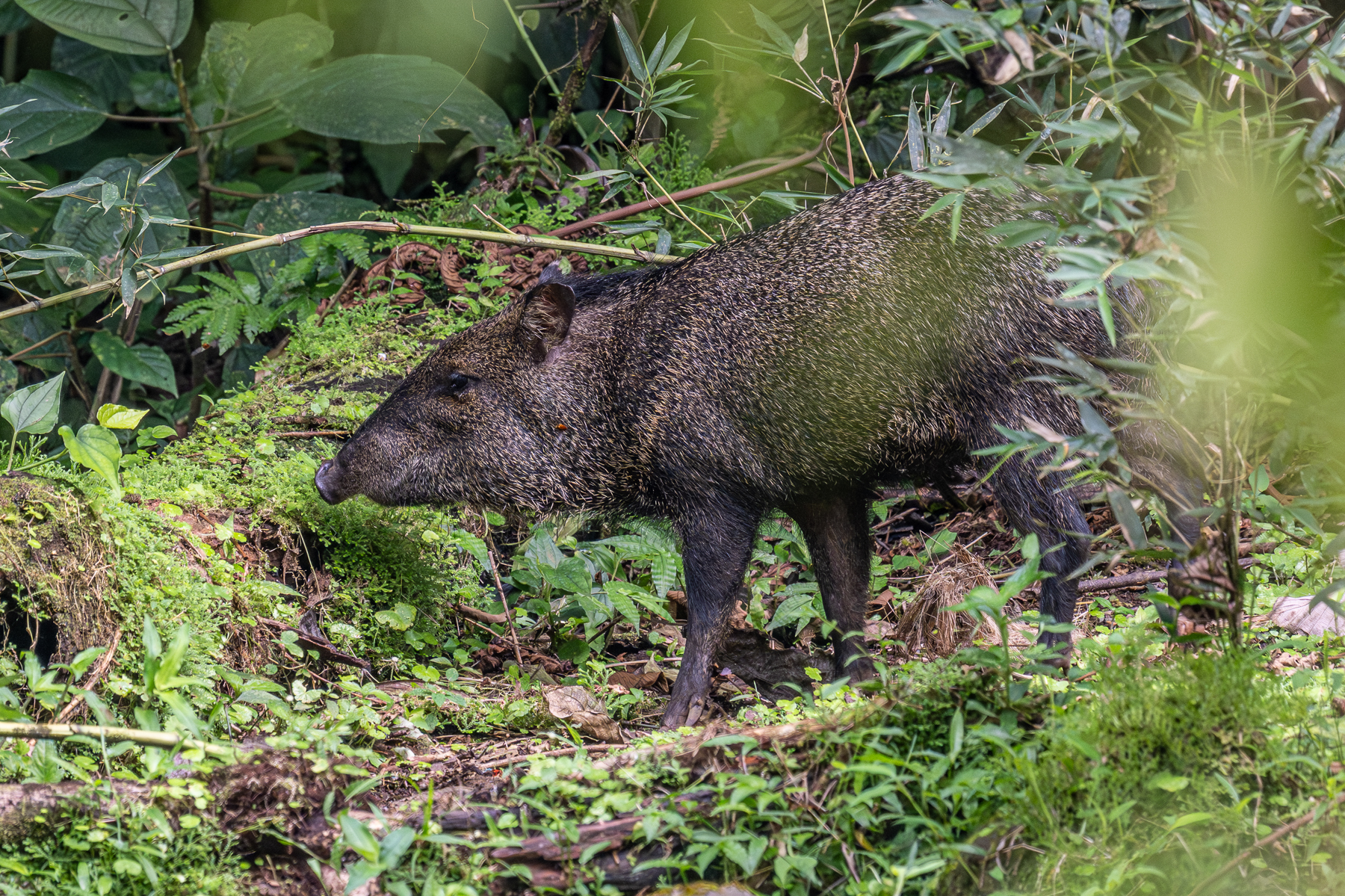 Not exactly rare and not exactly shy, but still often difficult to capture, a Collared Peccary (image by Oliver Krueger)