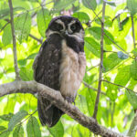 One of the biggest owl species of Central America, the Spectacled Owl (image by Oliver Krueger)