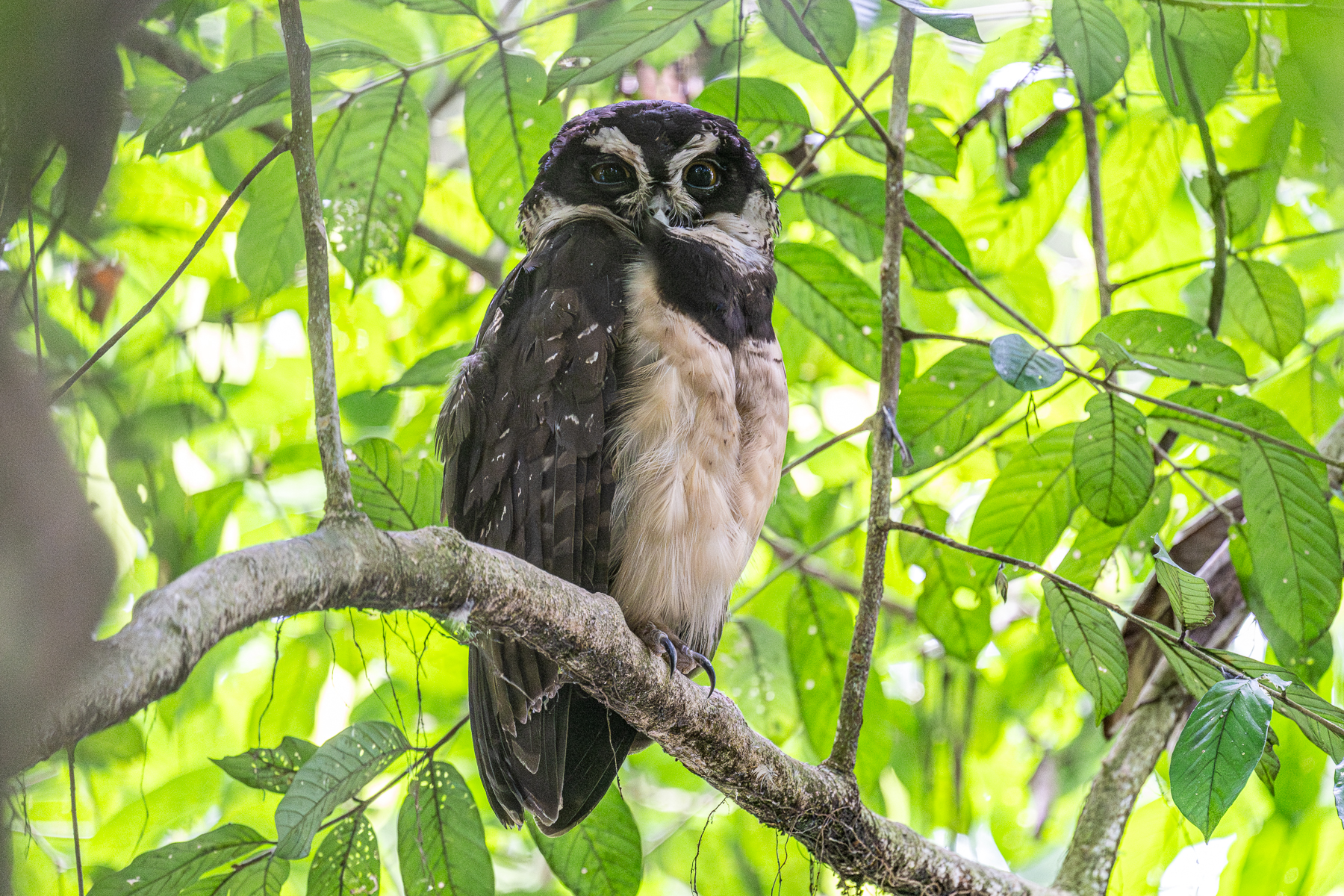One of the biggest owl species of Central America, the Spectacled Owl (image by Oliver Krueger)