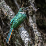 A male Rufous-tailed Jacamar after some hole-digging with its beak (image by Oliver Krueger)