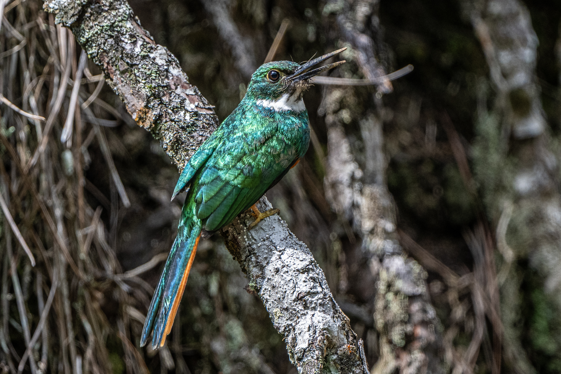 A male Rufous-tailed Jacamar after some hole-digging with its beak (image by Oliver Krueger)