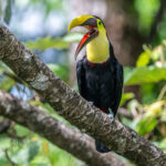 A Yellow-throated Toucan displays its beautiful and delicate tongue (image by Oliver Krueger)
