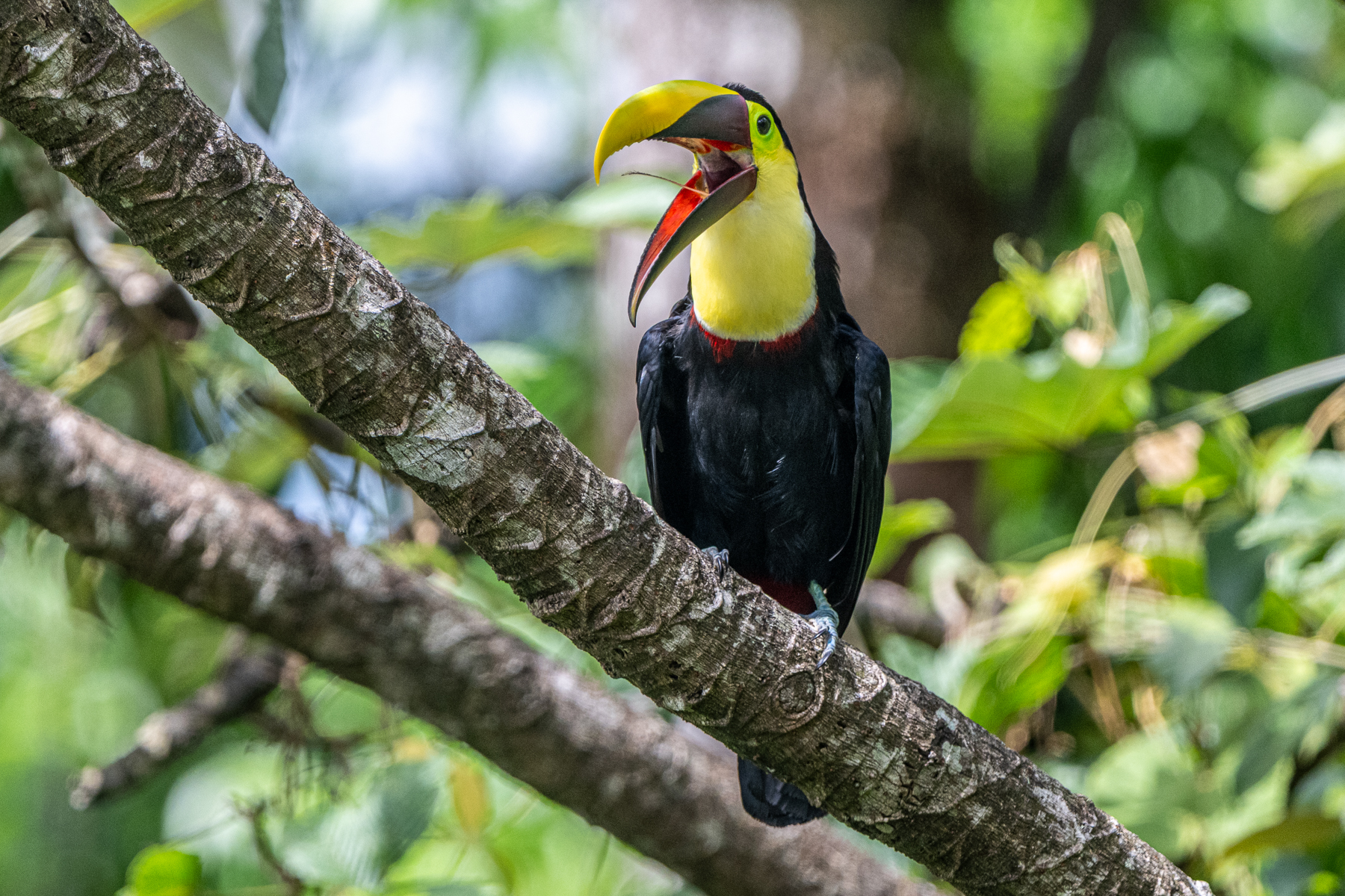 A Yellow-throated Toucan displays its beautiful and delicate tongue (image by Oliver Krueger)