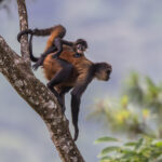 What can be nicer than riding your parent's back along the treetops (image by Oliver Krueger)