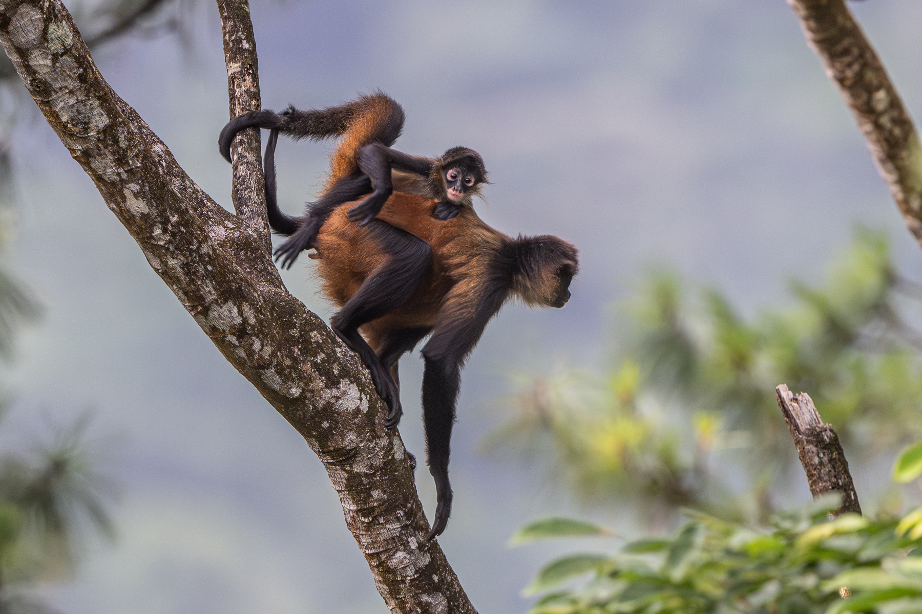What can be nicer than riding your parent's back along the treetops (image by Oliver Krueger)