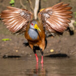 Flexing its wings after a bath, Gray-necked Wood Rail (image by Oliver Krueger)