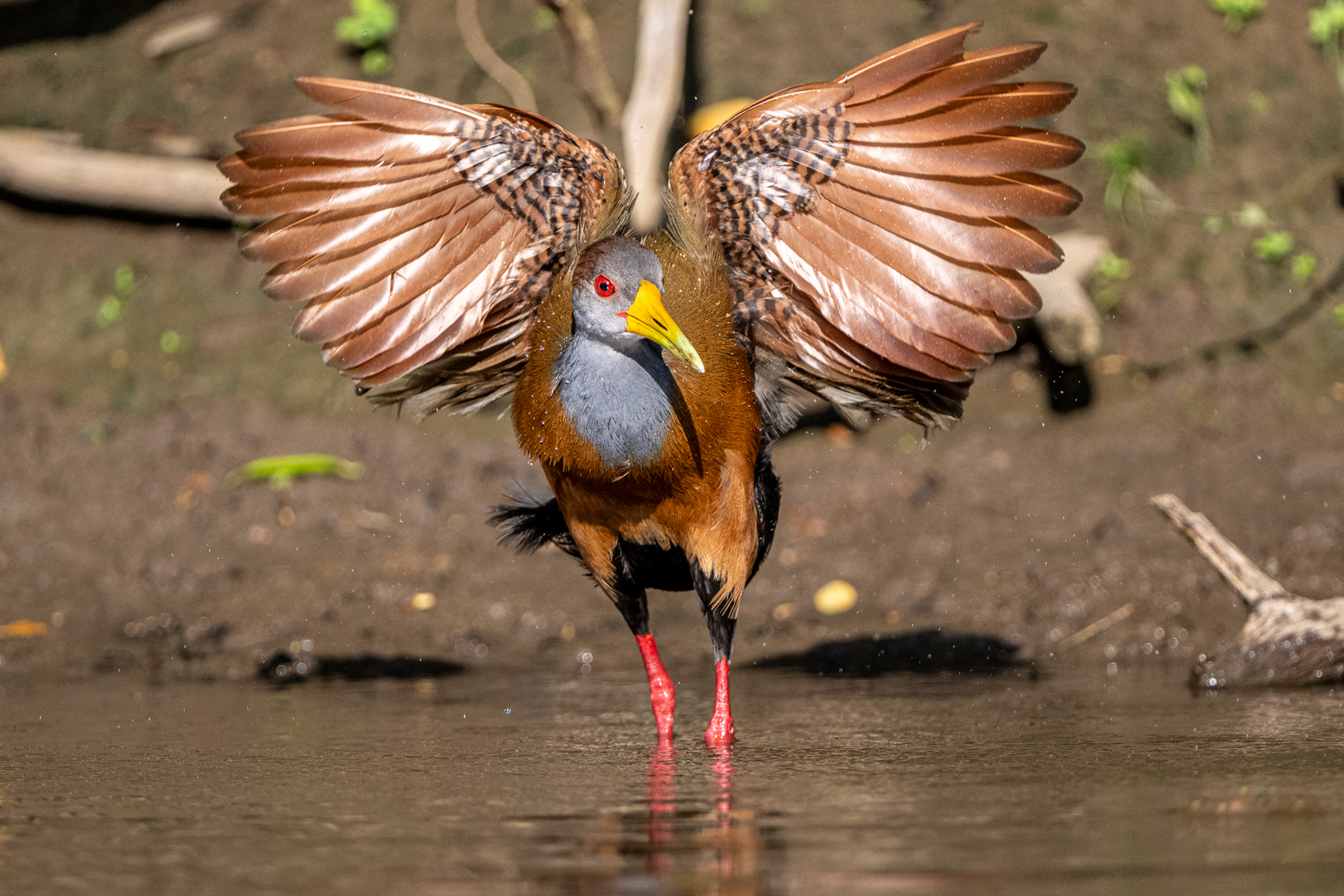 Flexing its wings after a bath, Gray-necked Wood Rail (image by Oliver Krueger)