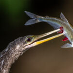 Anhinga with prey (image by Oliver Krueger)