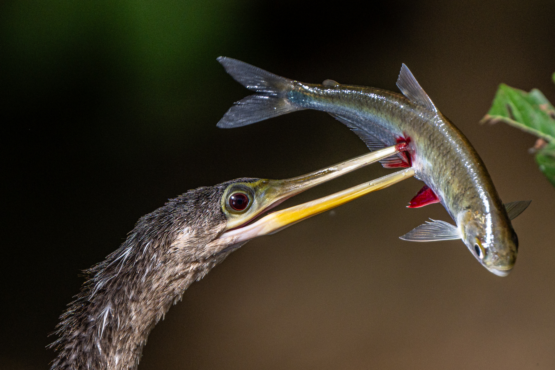 Anhinga with prey (image by Oliver Krueger)
