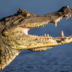 The lagoon of Cano Negro is one of the best places to photograph Spectacled Caimans at close range (image by Oliver Krueger)