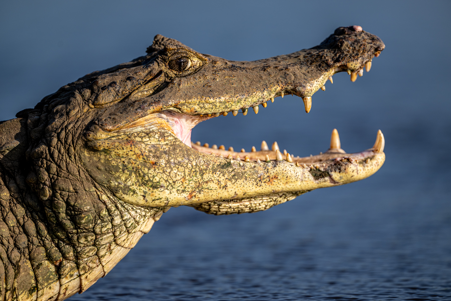 The lagoon of Cano Negro is one of the best places to photograph Spectacled Caimans at close range (image by Oliver Krueger)