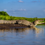 Spectacled Caiman at low angle (image by Oliver Krueger)