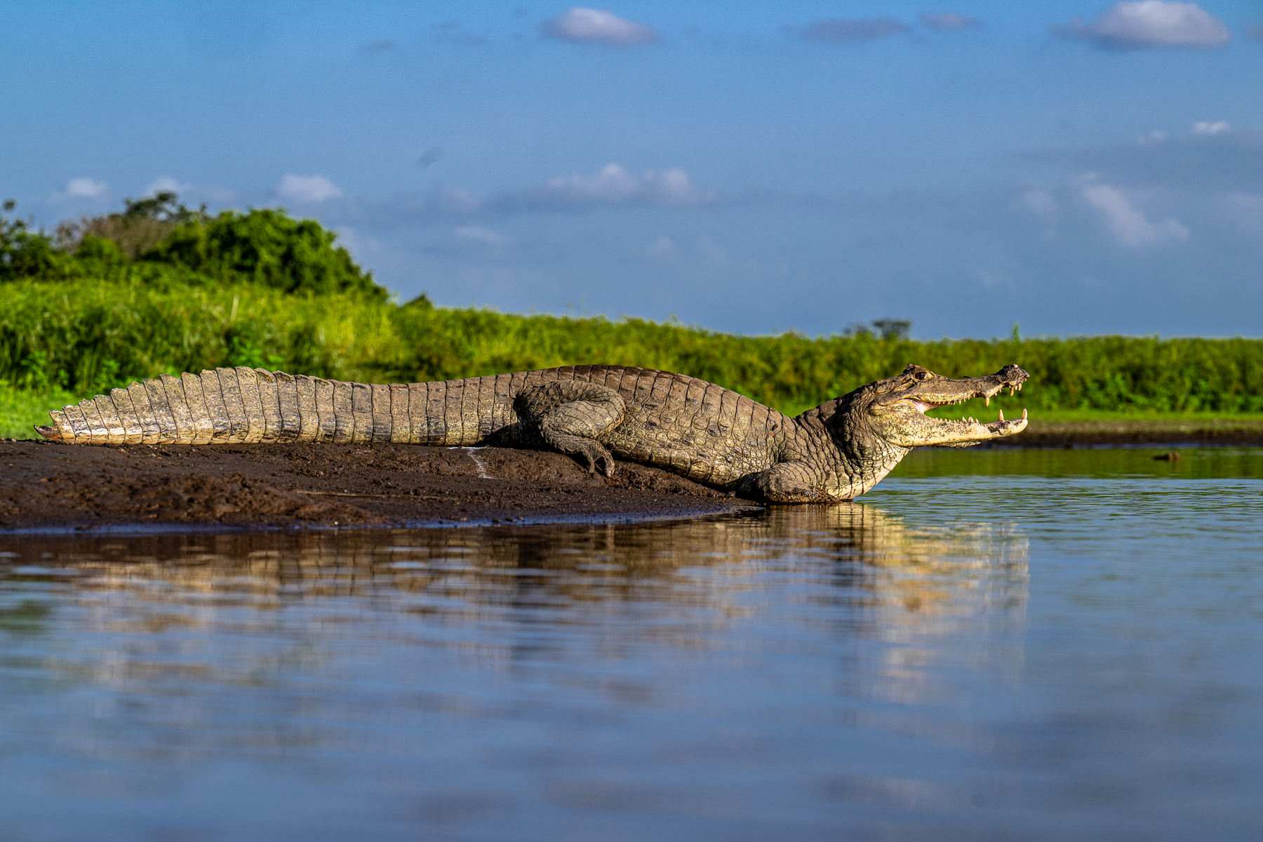 Spectacled Caiman at low angle (image by Oliver Krueger)
