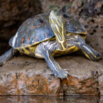 A Nicaraguan Slider Turtle enjoys the afternoon heat on the river bank (image by Oliver Krueger)