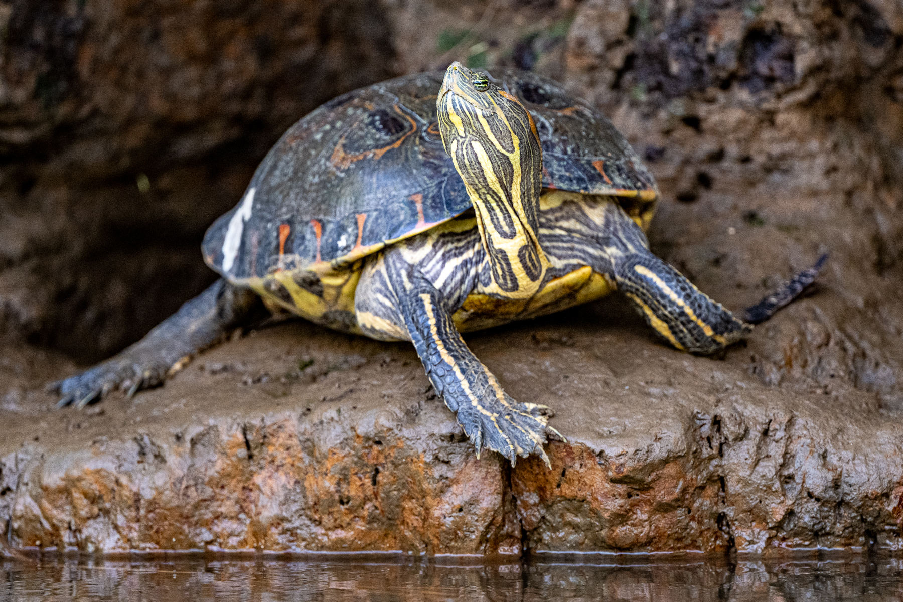 A Nicaraguan Slider Turtle enjoys the afternoon heat on the river bank (image by Oliver Krueger)