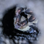Making a home inside a termite mound is a clever solution of a group of White-throated Round-eared Bats (image by Oliver Krueger)