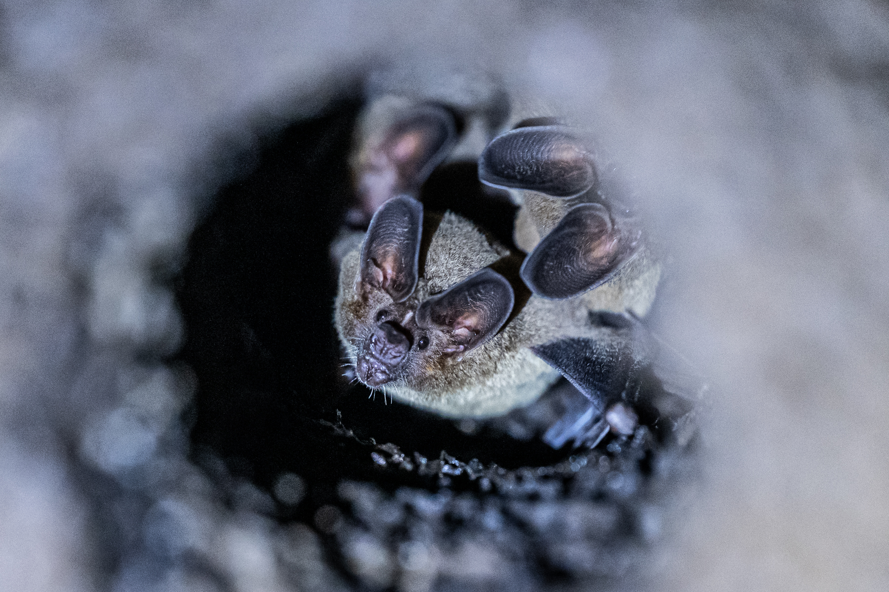 Making a home inside a termite mound is a clever solution of a group of White-throated Round-eared Bats (image by Oliver Krueger)