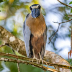In case anyone wonders where the name Boat-billed Heron comes from (image by Oliver Krueger)