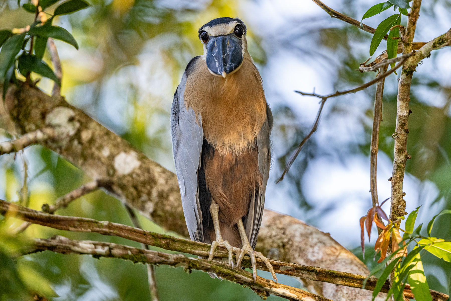 In case anyone wonders where the name Boat-billed Heron comes from (image by Oliver Krueger)