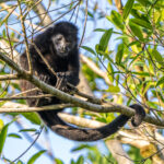 A female Mantled Howler Monkey of the only troop we saw during the trip (image by Oliver Krueger)