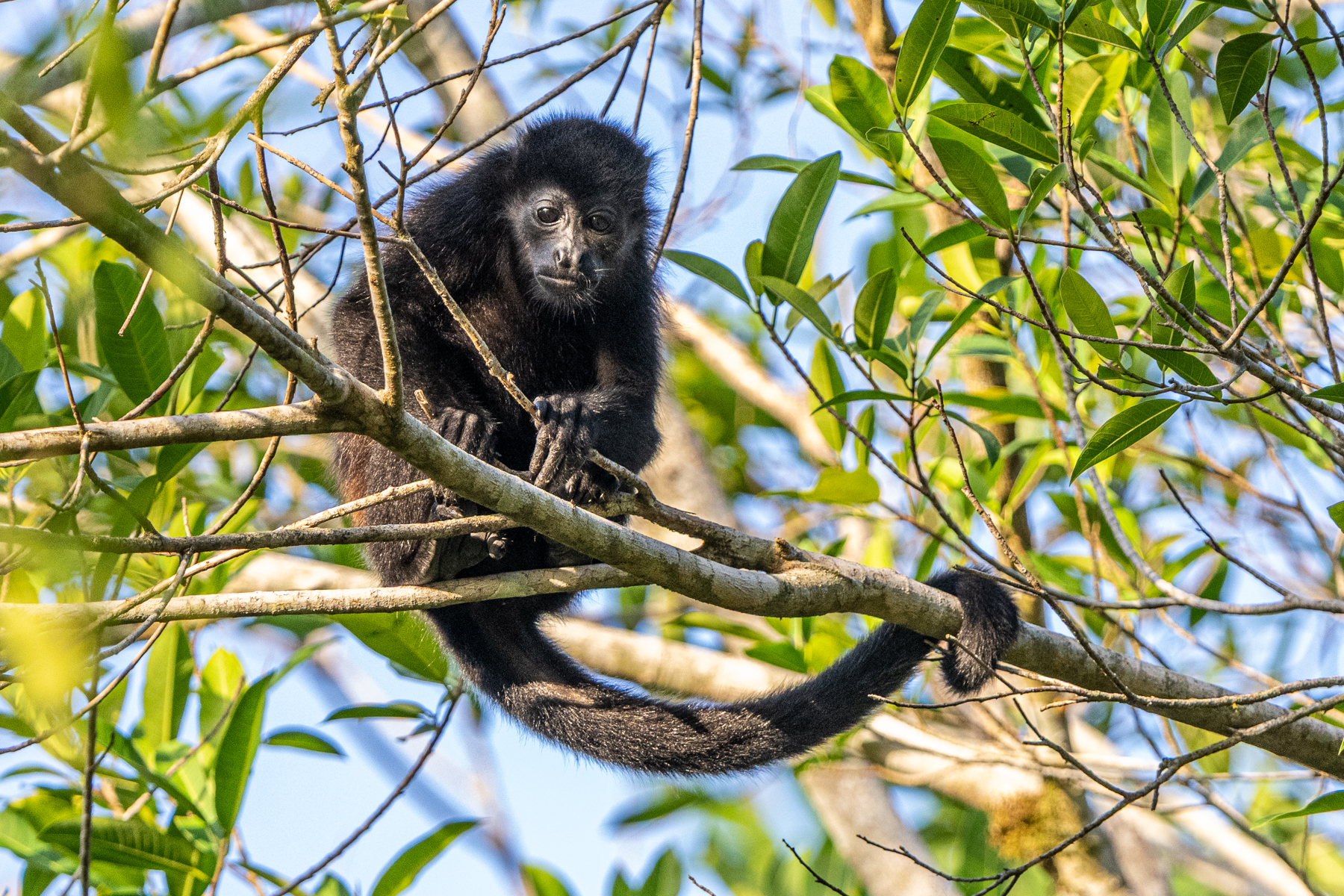 A female Mantled Howler Monkey of the only troop we saw during the trip (image by Oliver Krueger)