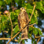 An immature Snail Kite displaying the delicate bill shaped to deal with snails, pretty much its only prey (image by Oliver Krueger)
