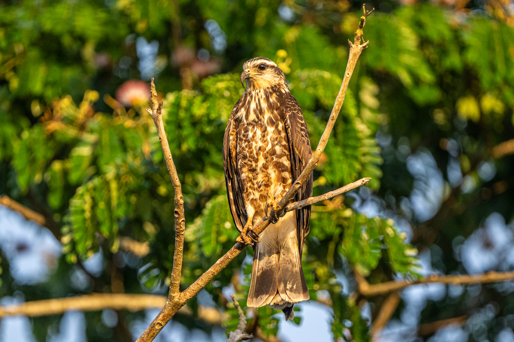 An immature Snail Kite displaying the delicate bill shaped to deal with snails, pretty much its only prey (image by Oliver Krueger)