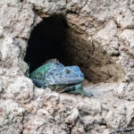 A Green Iguana peeping out of one of the myriad of holes on the river bank (image by Oliver Krueger)