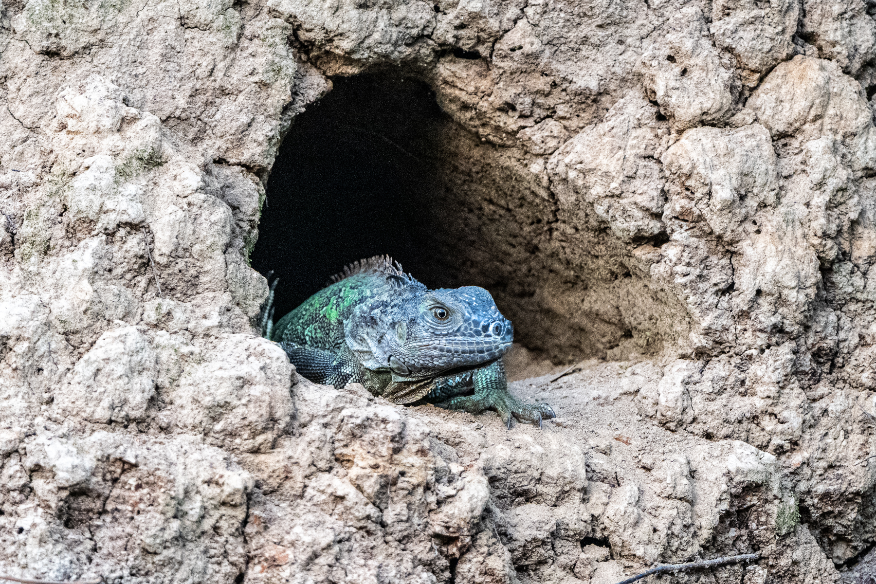 A Green Iguana peeping out of one of the myriad of holes on the river bank (image by Oliver Krueger)