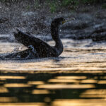 Evening bath for a Neotropical Cormorant (image by Oliver Krueger)