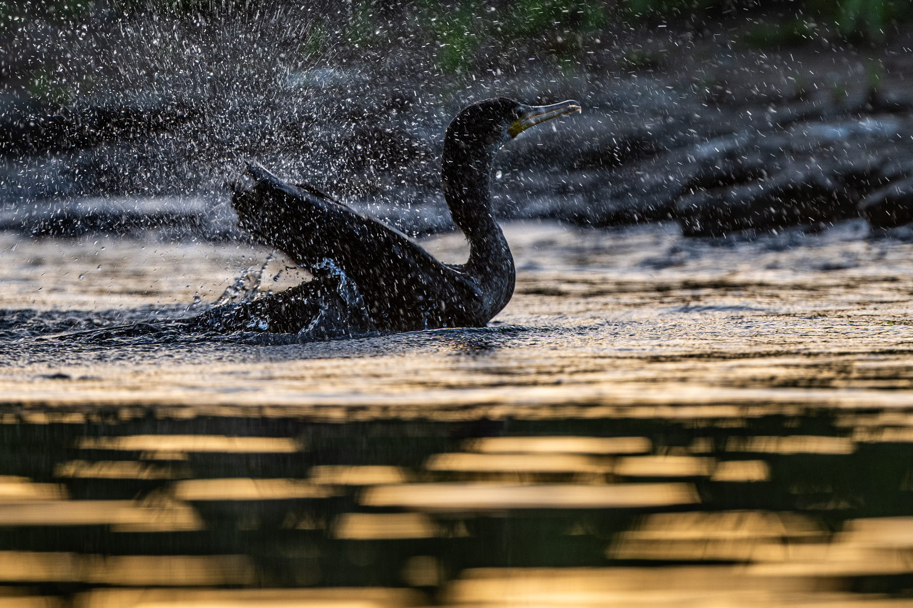 Evening bath for a Neotropical Cormorant (image by Oliver Krueger)