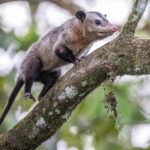 Although common, not commonly encountered in daylight, a Common Opossum (image by Oliver Krueger)