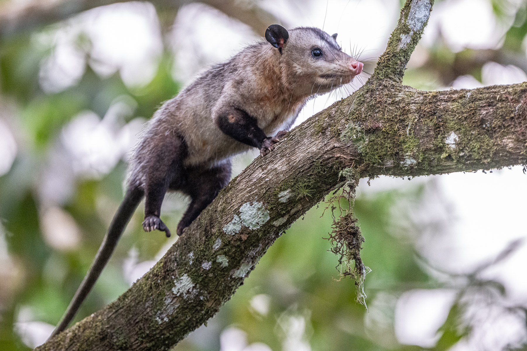 Although common, not commonly encountered in daylight, a Common Opossum (image by Oliver Krueger)