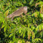 A fully-grown Green Iguana can measure 2.5 metres but is rarely really green (image by Oliver Krueger)