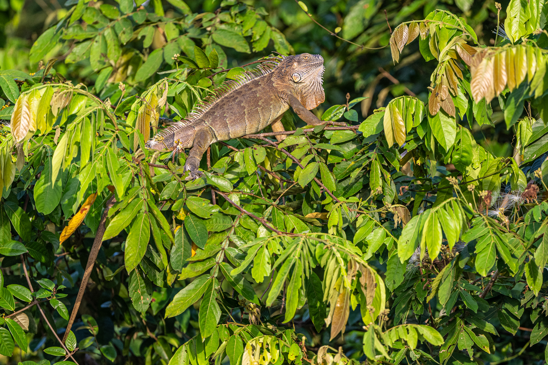 A fully-grown Green Iguana can measure 2.5 metres but is rarely really green (image by Oliver Krueger)